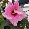 plumbutterfly